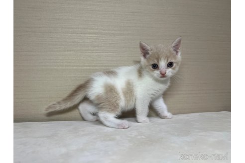 成約済の茨城県のスコティッシュフォールド-84716の4枚目